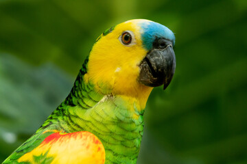 blue and yellow parrot