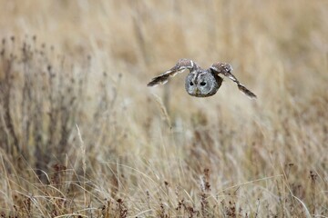 Strix aluco, , Tawny owl, Puštík obecný. Also called the brown owl, is commonly found in...