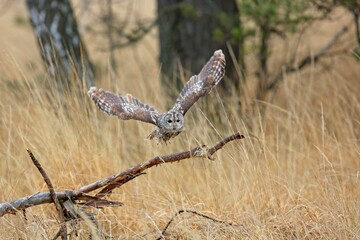 Strix aluco, , Tawny owl, Puštík obecný. Also called the brown owl, is commonly found in...