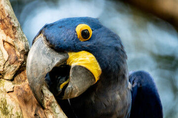 Blue Arara