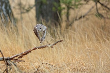 Strix aluco, , Tawny owl, Puštík obecný. Also called the brown owl, is commonly found in...