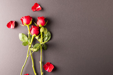 Image of close up of red roses and petals and copy space on black background