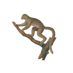 Realistic botanical illustration of different types of primates, monkeys and lemur, isolated on a white background