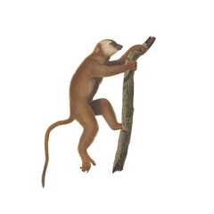 Realistic botanical illustration of different types of primates, monkeys and lemur, isolated on a white background - obrazy, fototapety, plakaty