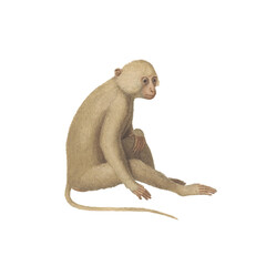 Realistic botanical illustration of different types of primates, monkeys and lemur, isolated on a white background © Alejandro