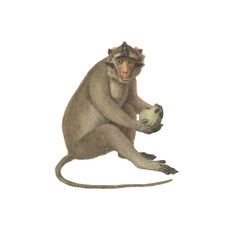 Realistic botanical illustration of different types of primates, monkeys and lemur, isolated on a white background