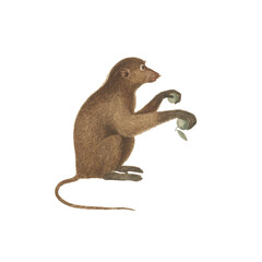 Realistic botanical illustration of different types of primates, monkeys and lemur, isolated on a white background