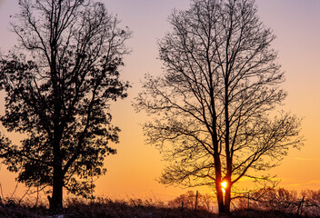 Silhouette of two oaks at sunrise with the sun between two trunks of one tree.