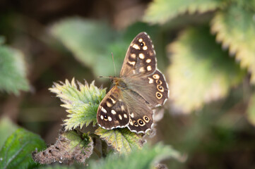 Obraz premium Speckled Wood butterfly on nettles