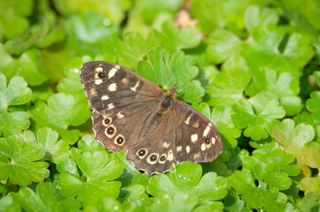 Speckled Wood butterfly on wet green leaves
