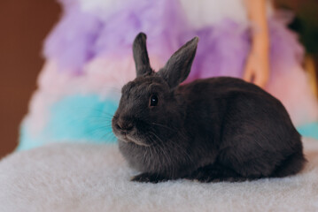 white rabbit on the table