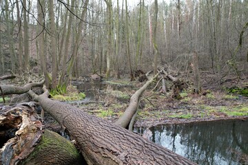  Fallen trees after storm blocking riverbed in dense forest jungle