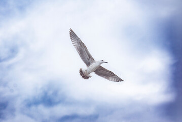 Seagull in the sky