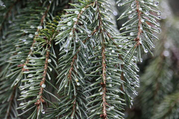 Pine needles in rain