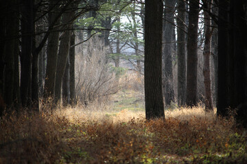 Obraz premium morning in the forest