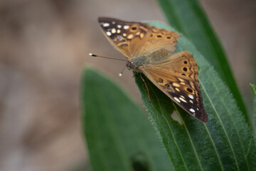 Hackberry Emperor butterfly resting on a leaf in spring