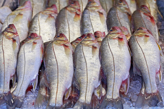Sea bass or snook exposed at the open air fish market on the coast of Guaruja, Sao Paulo state, Brazil