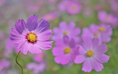 コスモスの花（Cosmos flower）