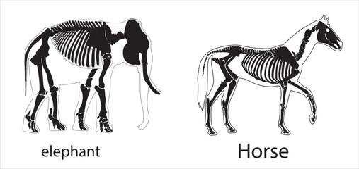 horse and Elephant skeletal system on a white background sketch hand drawing vector illustration	