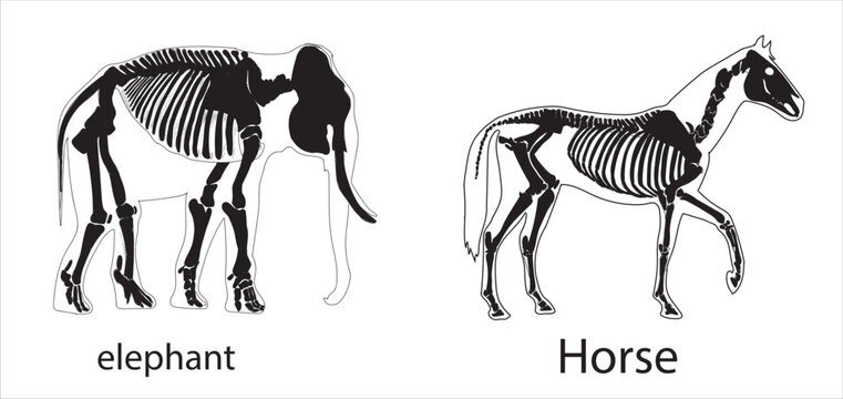 horse and Elephant skeletal system on a white background sketch hand drawing vector illustration	