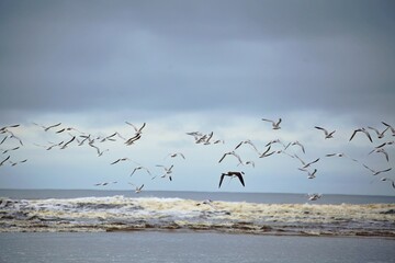 Flock of birds (Calidris alba sanderling) flying over the beach. Itaguare Beach, Bertioga, Brazil