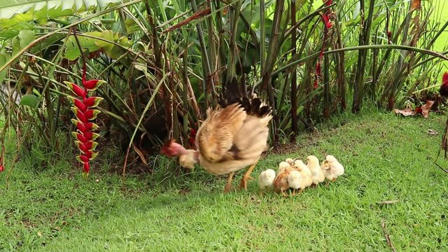Galinha Andando com Pintinhos / 
Hen Walking with Chicks