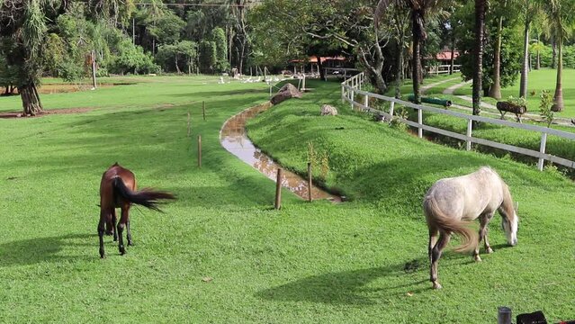 Cavalo Comendo capin na Fazenda / Horse Eating Grass at the Farm