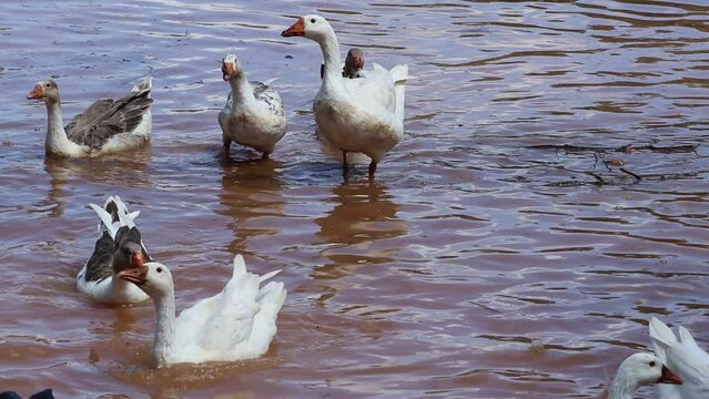 Pato descansando na grama / Duck resting on the grass