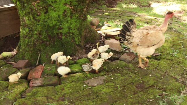 Galinha Andando com Pintinhos / 
Hen Walking with Chicks