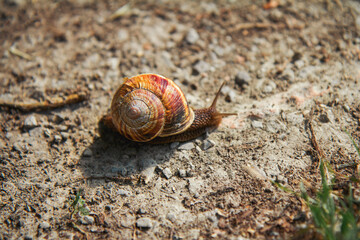 snail on the road