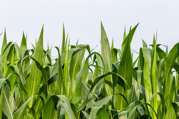 green corn field