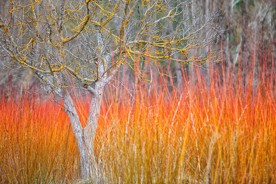 wicker cultivation in the village of Ca&Atilde;&plusmn;amares -Cuenca-