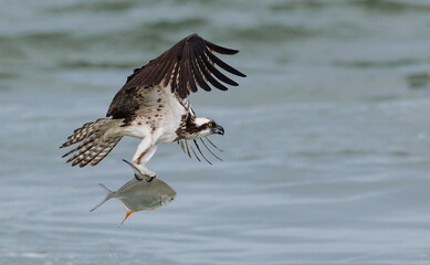 Obraz premium Osprey fishing in the ocean in Florida 