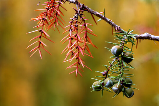 Common Juniper, foliage and berries (Juniperus Comunis) in Alto Tajo Natural Park. Guadalajara. Spain