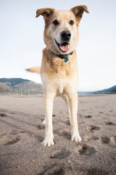 A playful malamute dog looks into the camera near Hood River, Oregon.