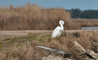 Great Egret Grooming Itself On The Banks Of A Bayou.