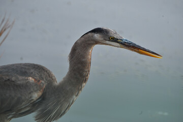 Great Blue Heron wading The Bayou Waters In Southeast Louisiana.
