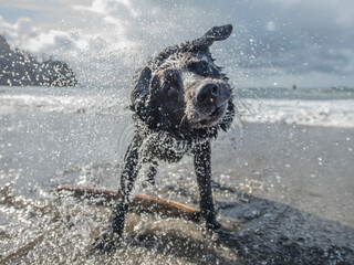 Wet dog shaking off water