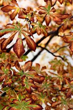 Close-up of the autumn colors in tree leaves.