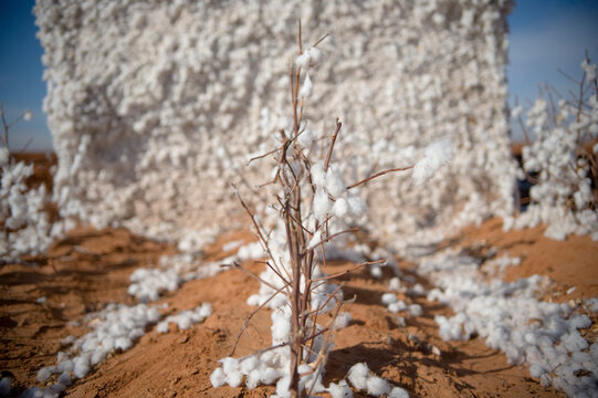 A harvested cotton plant sits in front of a cotton bale near Lubbock, Texas.