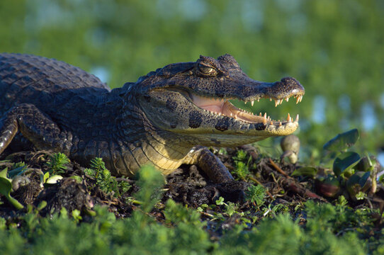 A Yacare Caiman (Caiman yacare)  basks in the sun among vegetation on a the edge of a floating island in Laguna Ibera, Ibera Nat