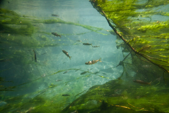 Rainbow trout fry (Oncorhynchus mykiss) swim in a sheltered pool in the Quinault River, Olympic National Park, Washington.