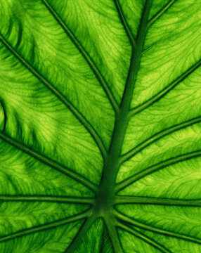 Abstract close-up of a taro leaf in Hawaii.
