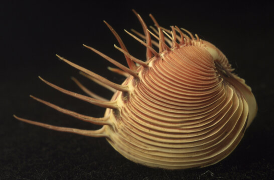 Spikey shell