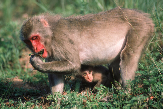 Monkey, Shodo Shima, Japan.
