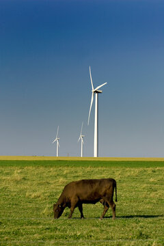 A cow grazing near electricity generating wind turbines, Shelburne, Ontario.