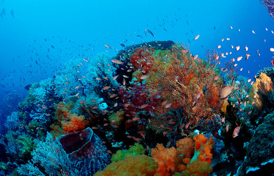 Coral reef, Indonesia, Indian Ocean, Komodo National Park