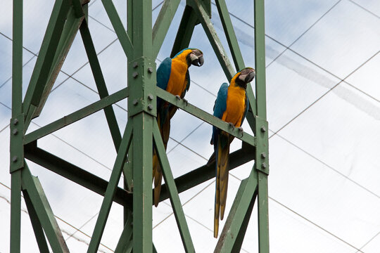 Two Blue-and-yellow macaw (Ara ararauna) perching on scaffold, South Africa