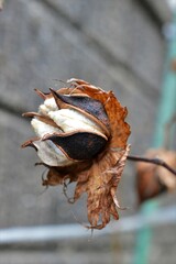 綿花（コットンフラワー）