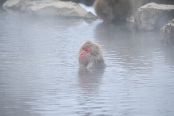 Japanese macaque, snow monkey in the snow hot spring, Jan 2023